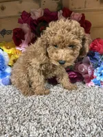 Akc Chip, a male Poodle - Toy  for sale in Cub Run, KY – Photo 3 of 4