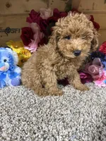 Akc Chip, a male Poodle - Toy  for sale in Cub Run, KY – Photo 1 of 4