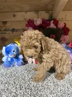 Akc Chip, a male Poodle - Toy  for sale in Cub Run, KY – Photo 2 of 4