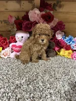 Akc Haley, a female Poodle - Toy  for sale in Cub Run, KY – 4 of 5
