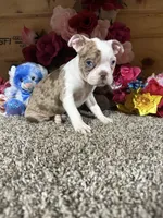 Leo, a male Boston Terrier for sale in Cub Run, KY – 4 of 6