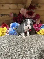 Dusty, a male Boston Terrier for sale in Cub Run, KY – 3 of 5
