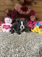 Connie, a female Boston Terrier for sale in Cub Run, KY – 4 of 4