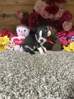Leah, a female Boston Terrier for sale in Cub Run, KY – 2 of 4