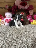 Dixie, a female Boston Terrier for sale in Cub Run, KY – 2 of 4