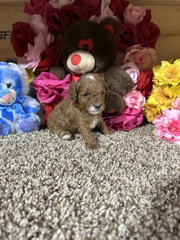 Akc Harper – Poodle - Toy  puppy for sale in Cub Run, KY