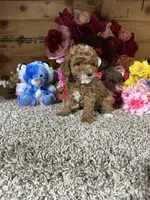 Akc Harper, a male Poodle - Toy  for sale in Cub Run, KY – Photo 2 of 4