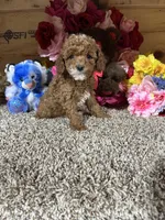 Akc Harper, a male Poodle - Toy  for sale in Cub Run, KY – Photo 4 of 4