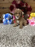 Akc Harper, a male Poodle - Toy  for sale in Cub Run, KY – Photo 3 of 4