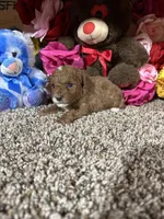 Akc Harper, a male Poodle - Toy  for sale in Cub Run, KY – Photo 3 of 6