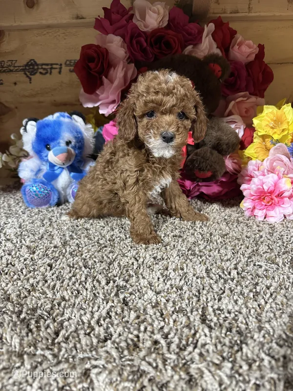 Akc Harper – Poodle - Toy  puppy for sale in Cub Run, KY