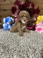 Akc Harper, a male Poodle - Toy  for sale in Cub Run, KY – Photo 1 of 4