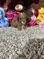 Akc Harper, a male Poodle - Toy  for sale in Cub Run, KY – Photo 5 of 6