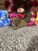 Akc Harper, a male Poodle - Toy  for sale in Cub Run, KY – Photo 6 of 6