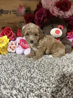 Rosie, a female Poodle - Toy  for sale in Cub Run, KY – 3 of 4