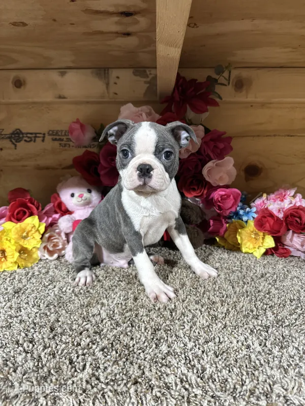 Dusty – Boston Terrier puppy for sale in Cub Run, KY