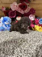 Akc Lenny, a male Poodle - Toy  for sale in Cub Run, KY – 3 of 3