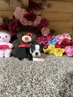 Dixie, a female Boston Terrier for sale in Cub Run, KY – 4 of 4
