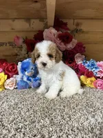Tex, a male Poodle - Toy  for sale in Cub Run, KY – 5 of 5