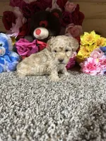 Akc Kyle, a male Poodle - Toy  for sale in Cub Run, KY – Photo 2 of 4