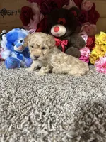 Akc Kyle, a male Poodle - Toy  for sale in Cub Run, KY – Photo 3 of 4