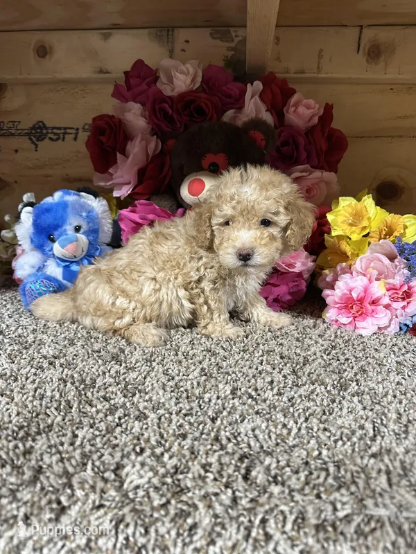 Akc Kyle – Poodle - Toy  puppy for sale in Cub Run, KY