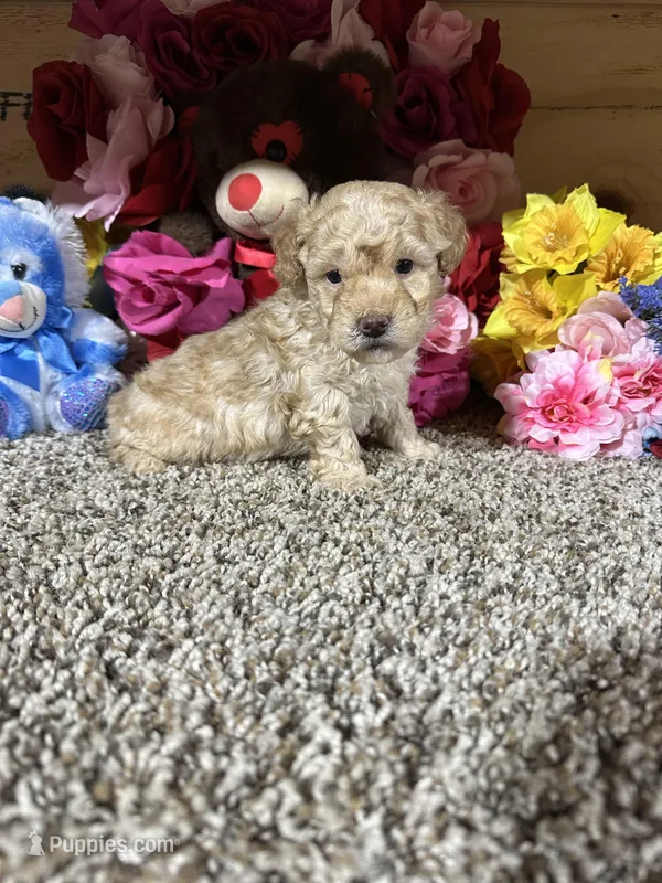 Akc Kyle – Poodle - Toy  puppy for sale in Cub Run, KY