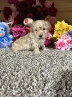Akc Kyle, a male Poodle - Toy  for sale in Cub Run, KY – Photo 1 of 4