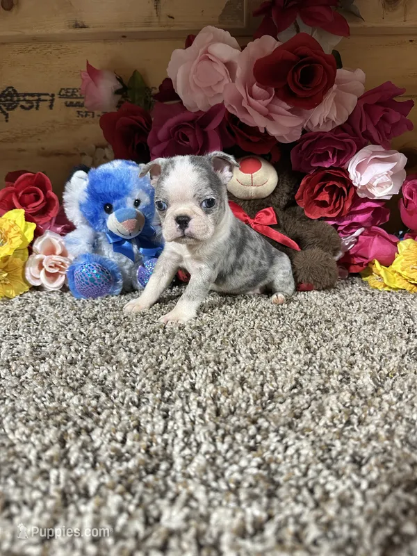 Sosa – Boston Terrier puppy for sale in Cub Run, KY