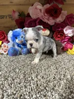 Sosa, a male Boston Terrier for sale in Cub Run, KY – 3 of 6