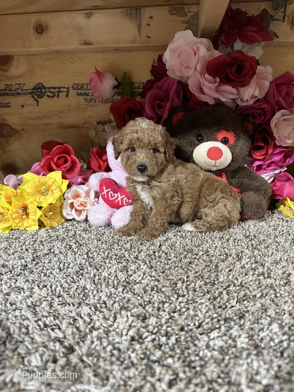 Rosie – Poodle - Toy  puppy for sale in Cub Run, KY
