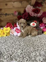 Rosie, a female Poodle - Toy  for sale in Cub Run, KY – 1 of 4