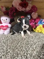 Leah, a female Boston Terrier for sale in Cub Run, KY – 4 of 4