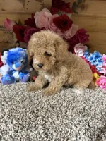 Oscar, a male Poodle - Toy  for sale in Cub Run, KY – 4 of 6