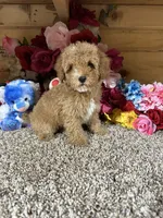Oscar, a male Poodle - Toy  for sale in Cub Run, KY – 3 of 6
