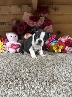 Lexi Anne, a male Boston Terrier for sale in Cub Run, KY – 3 of 5