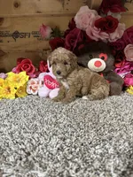 Rosie, a female Poodle - Toy  for sale in Cub Run, KY – 4 of 4
