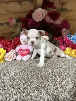 Rosie, a female Boston Terrier for sale in Cub Run, KY – 3 of 5