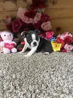 Lexi Anne, a male Boston Terrier for sale in Cub Run, KY – 2 of 5