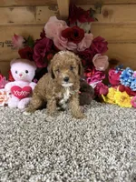 Roxie, a female Poodle - Toy  for sale in Cub Run, KY – 2 of 5