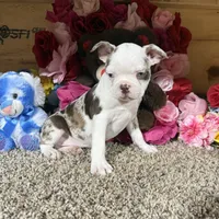 Tank, a male Boston Terrier for sale in Cub Run, KY – Photo 1 of 3