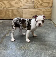 Tank, a male Boston Terrier for sale in Cub Run, KY – Photo 2 of 4