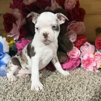 Tank, a male Boston Terrier for sale in Cub Run, KY – Photo 2 of 3
