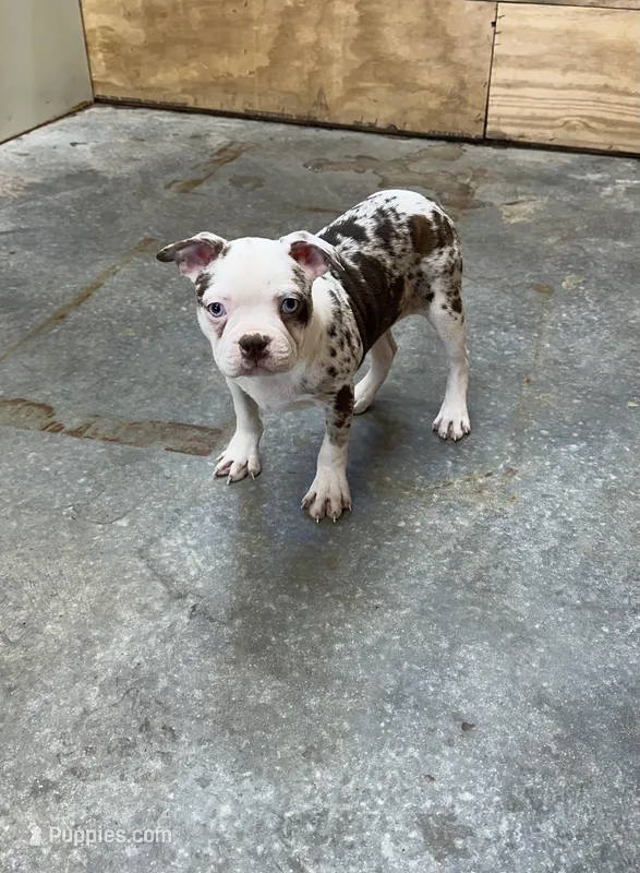 Tank – Boston Terrier puppy for sale in Cub Run, KY