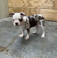 Tank, a male Boston Terrier for sale in Cub Run, KY – Photo 4 of 4