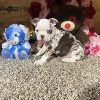 Tank, a male Boston Terrier for sale in Cub Run, KY – Photo 3 of 3