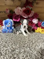 Stormy, a male Boston Terrier for sale in Cub Run, KY – 2 of 4