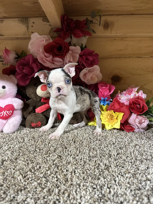 Grace – Boston Terrier puppy for sale in Cub Run, KY