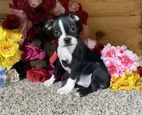 Glacier, a male Boston Terrier for sale in Cub Run, KY – Photo 1 of 4