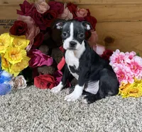 Glacier, a male Boston Terrier for sale in Cub Run, KY – Photo 3 of 4